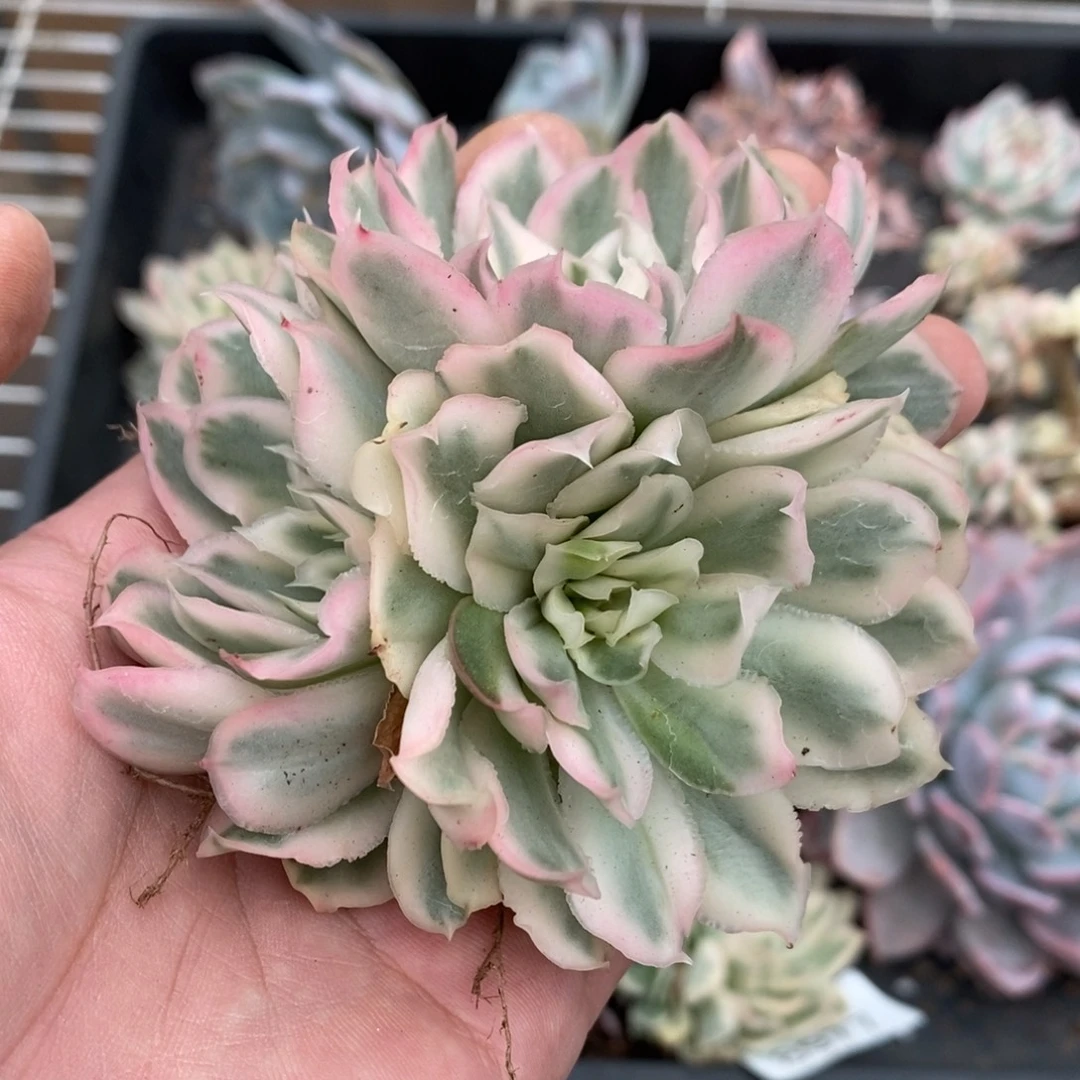 紫蝴蝶多肉植物8978