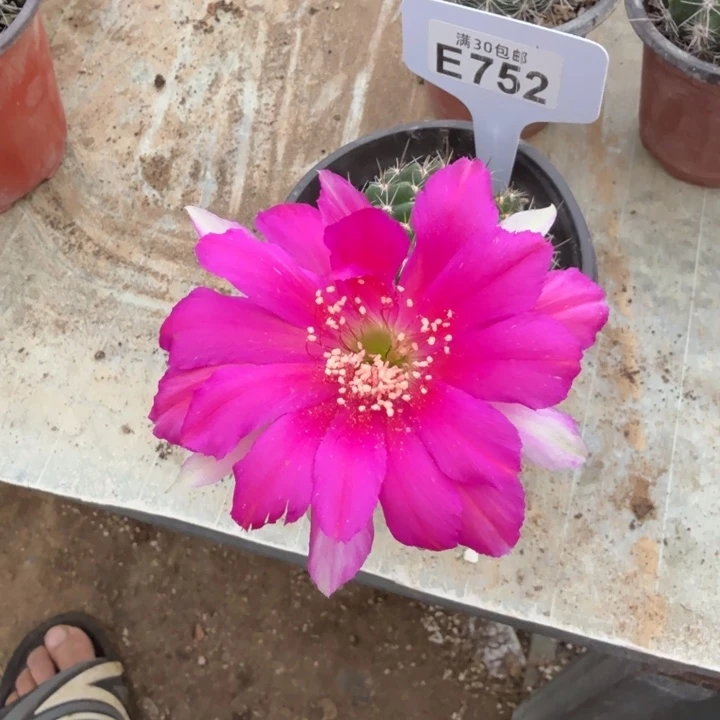 丽花福利特价E752