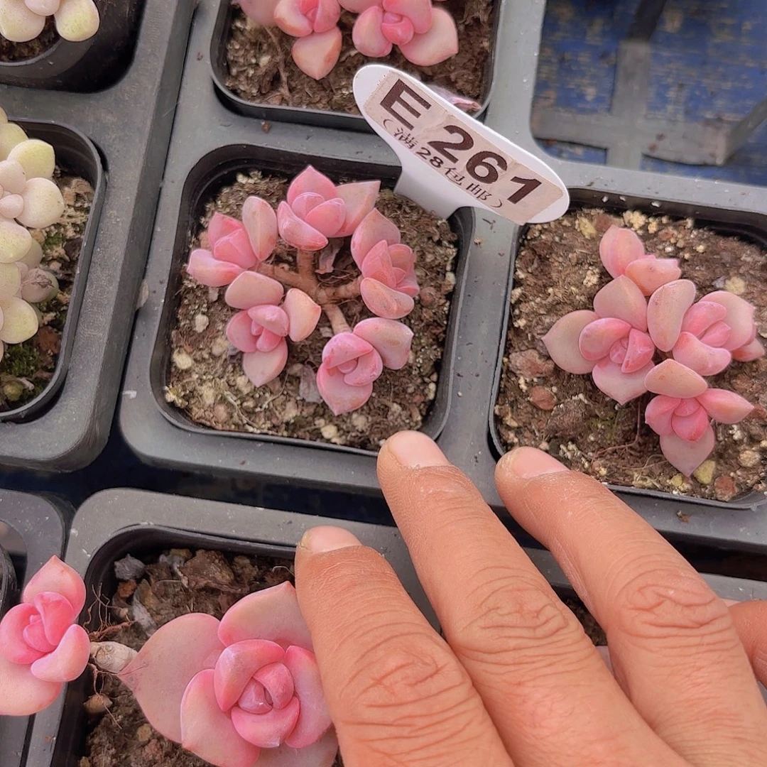 E261彩虹糖一物一拍