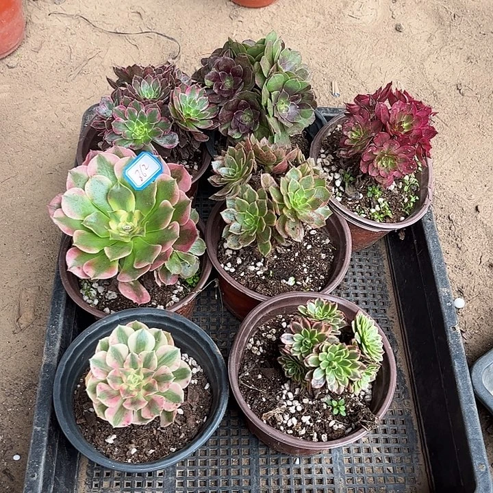 862多肉植物组合，