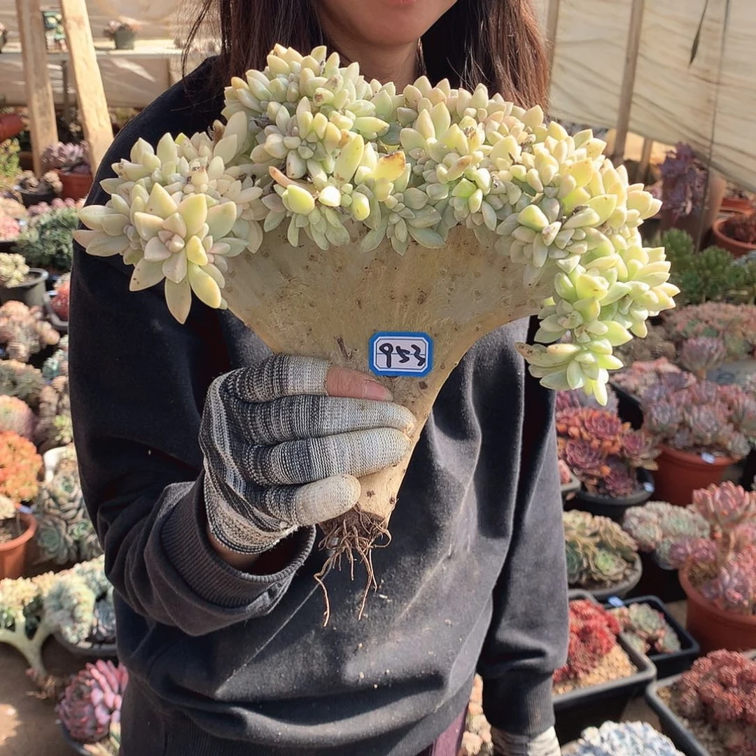 953淡雪锦缀 一物一拍多肉