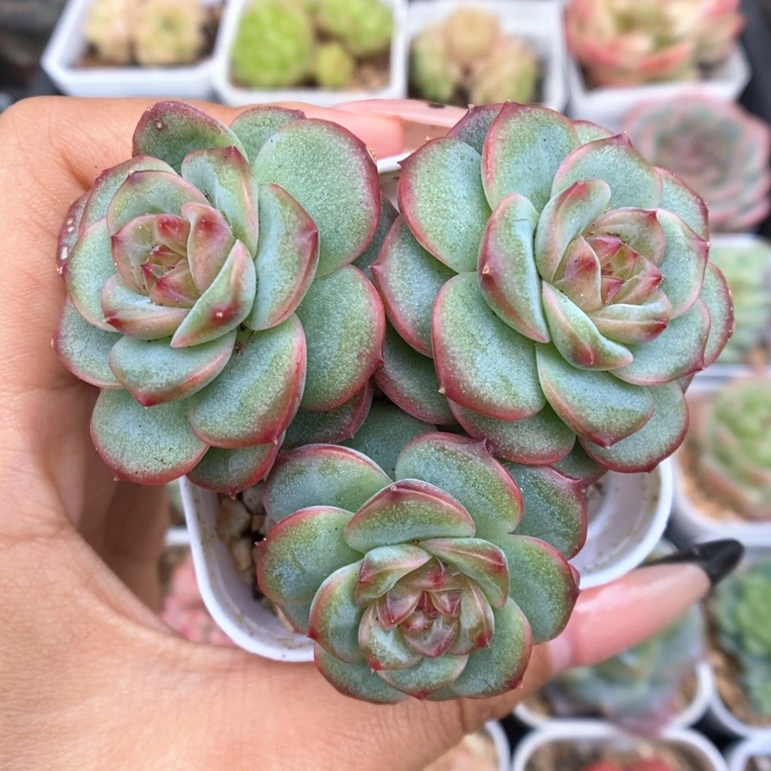 沅芷珍妮群生可拍538号