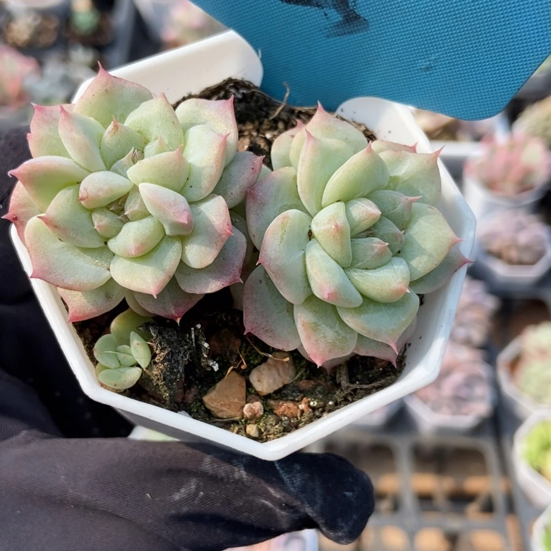 025甜心石化多肉植物