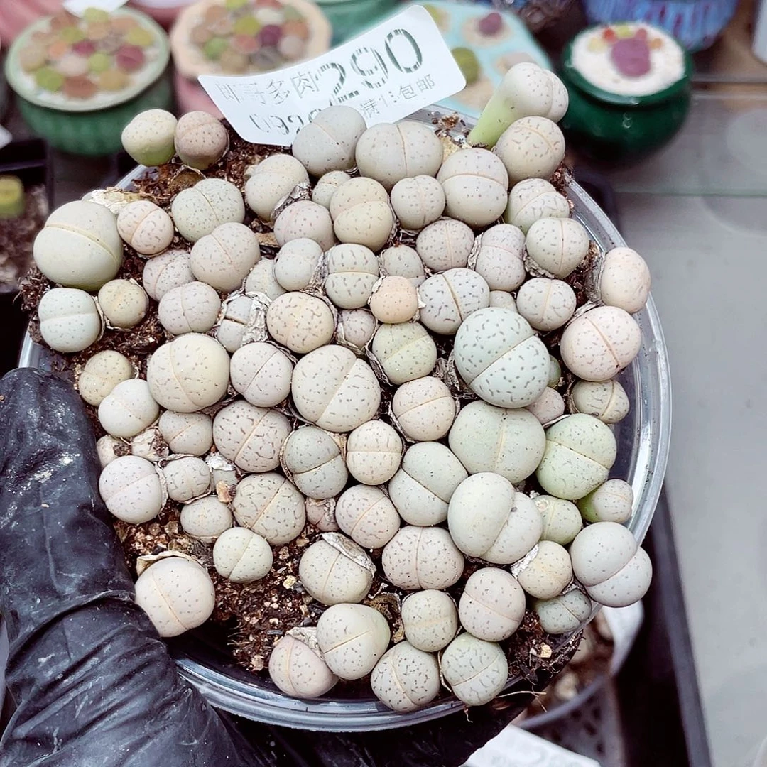 生石花满18包邮0926-290