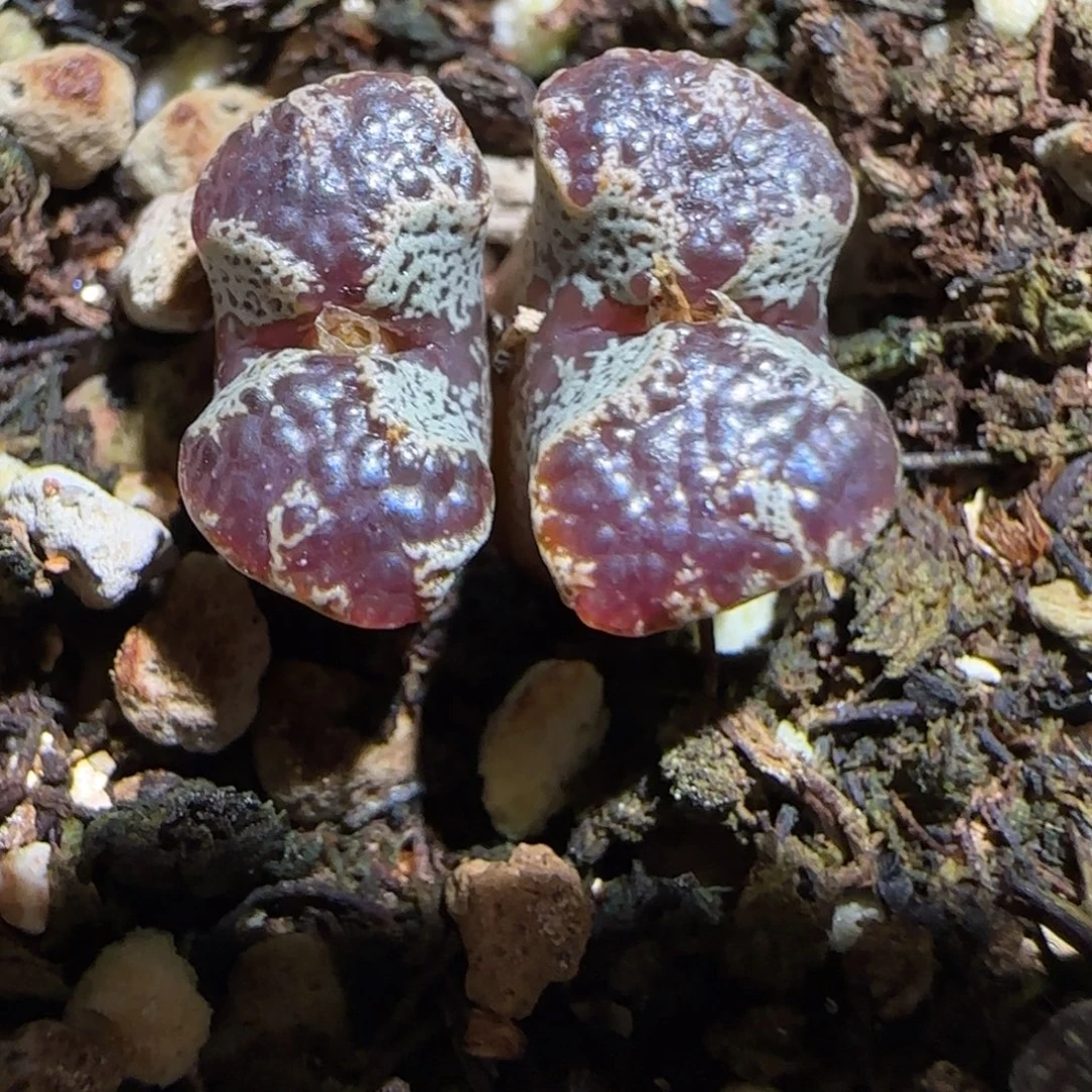 肉锥多肉植物组合-蝴蝶596