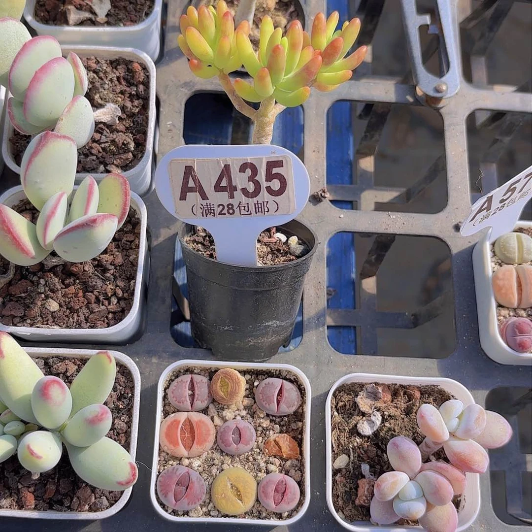 A435八千代一物一拍