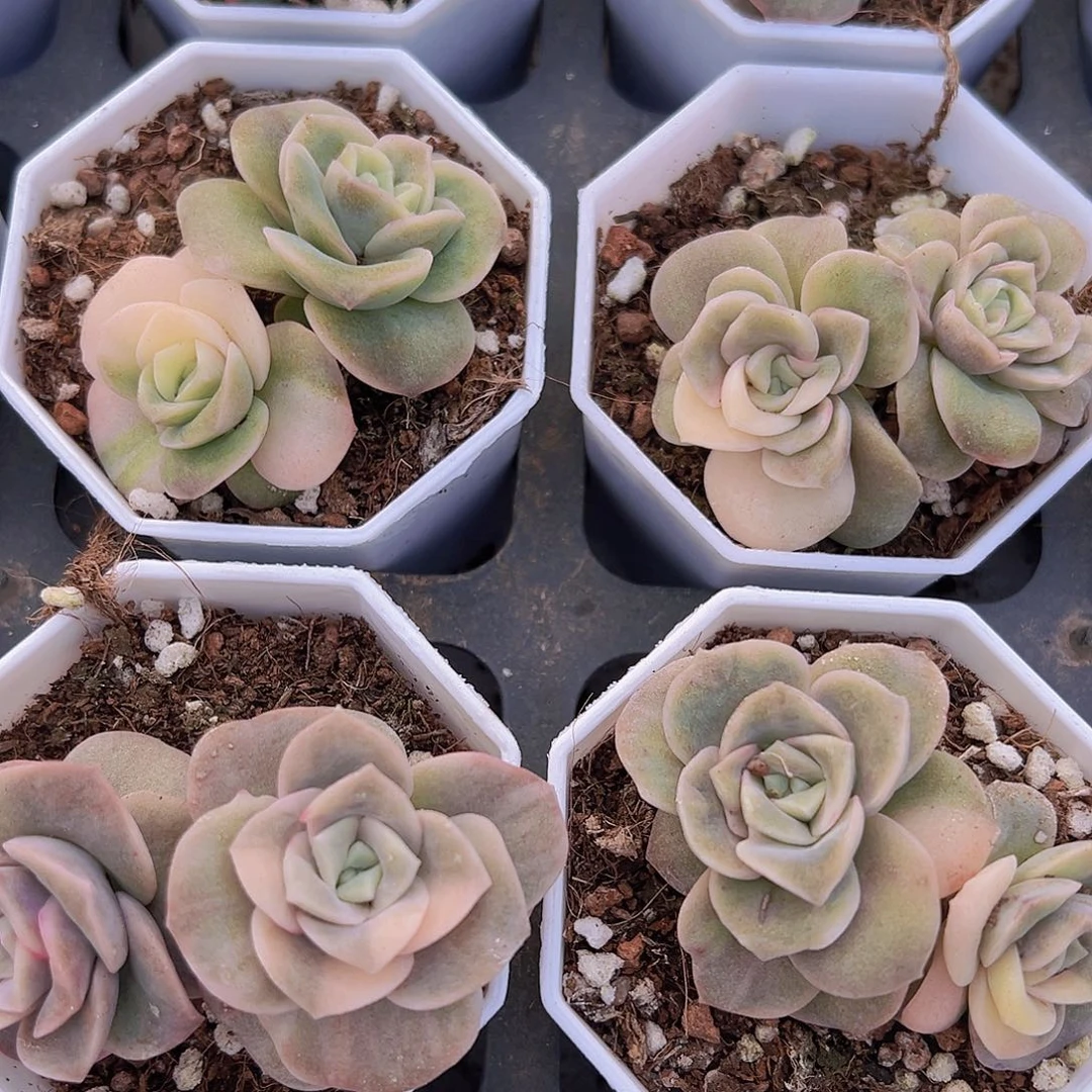 双头可爱玫瑰锦19包邮