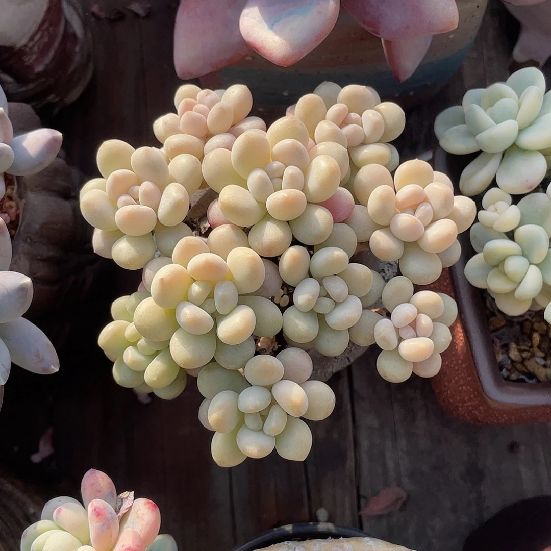 鱼子酱 冠服10左右