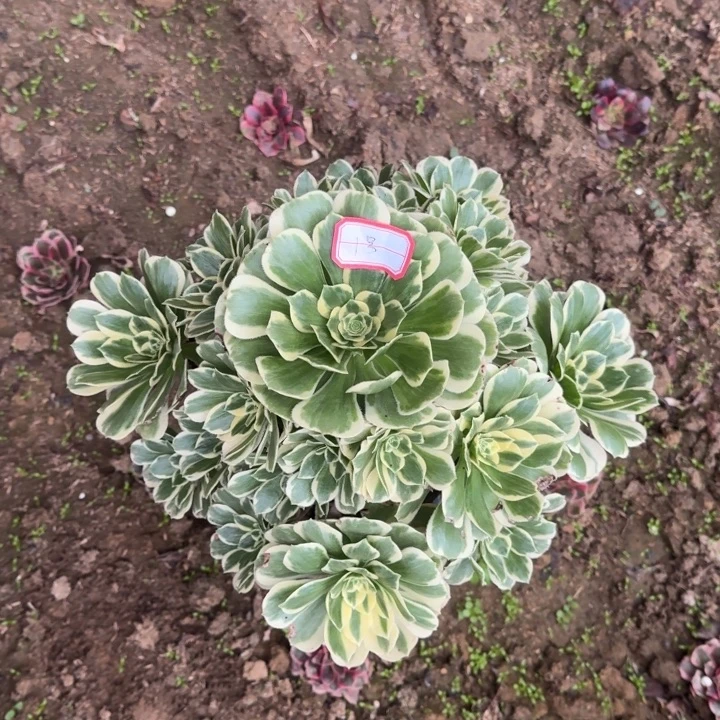无花朵巴赫1号不包断枝
