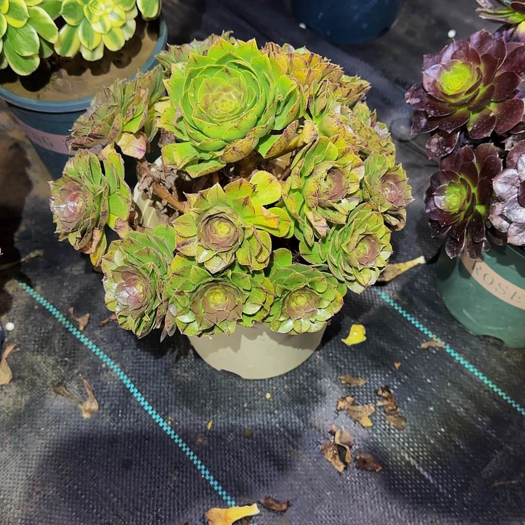 多肉植物万拉丝老庄