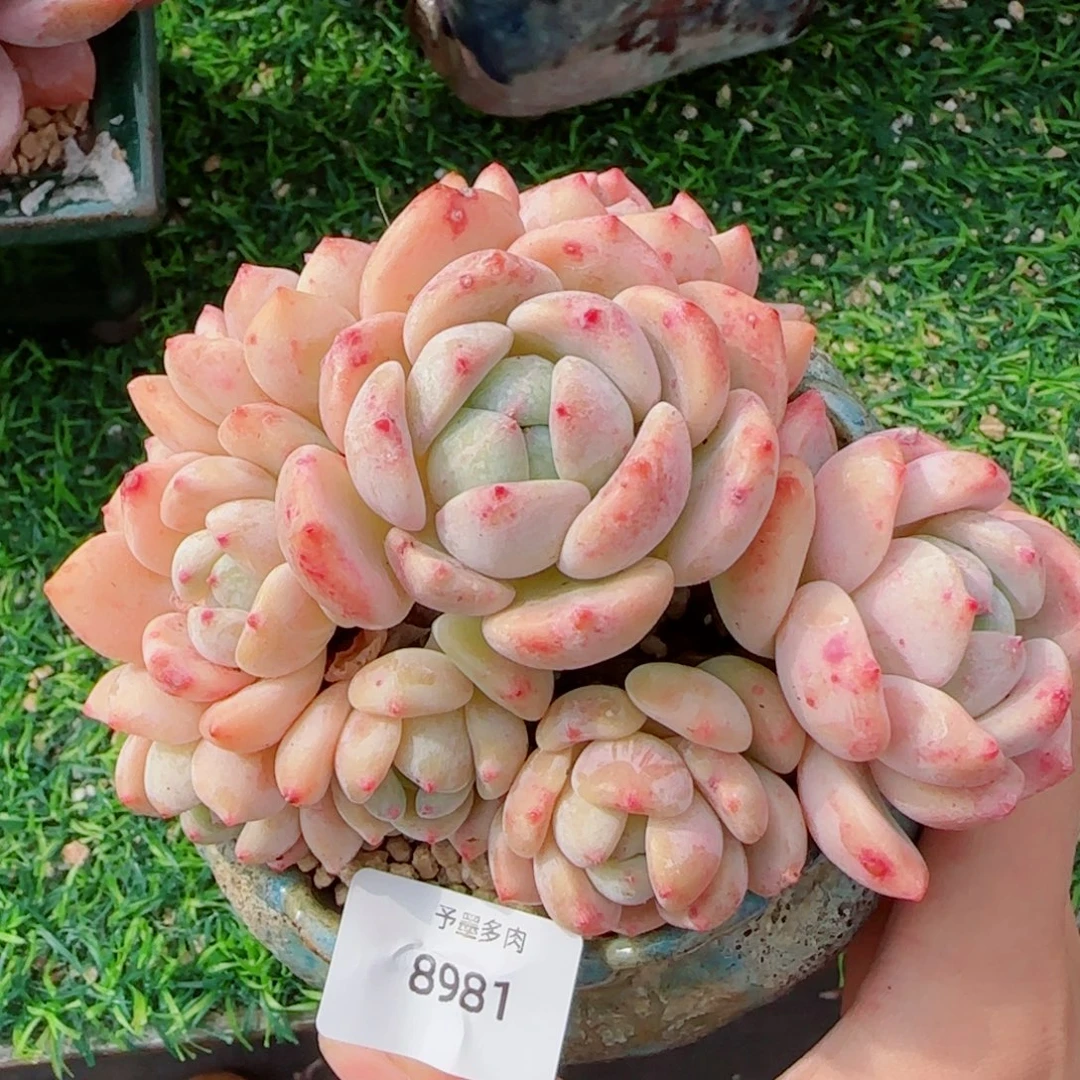 望舒群，8981多肉植物