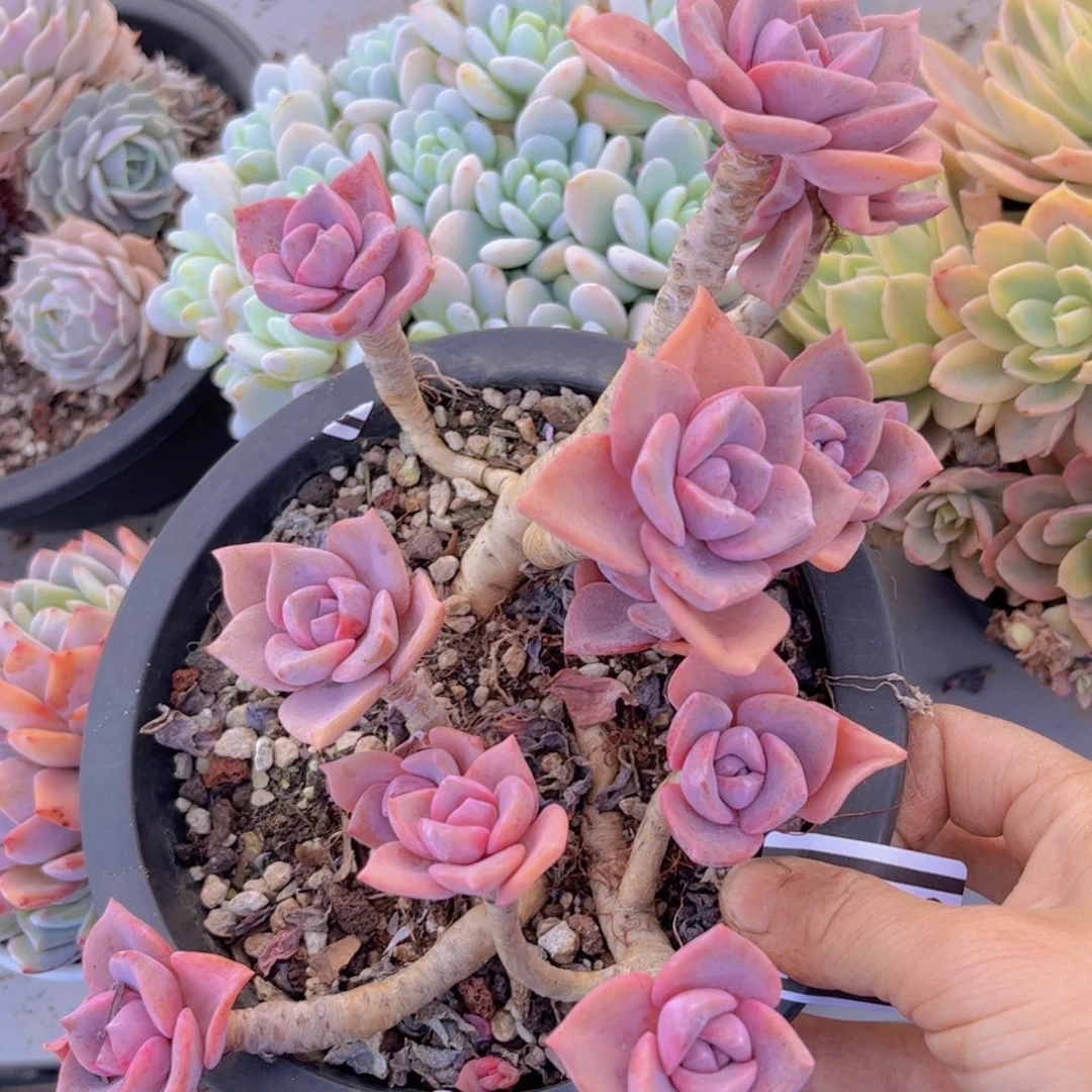 彩虹糖04156多肉植物