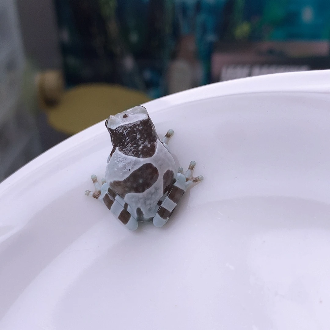 老爷树蛙香港子代牛奶树蛙！嘴巴微微瑕疵
