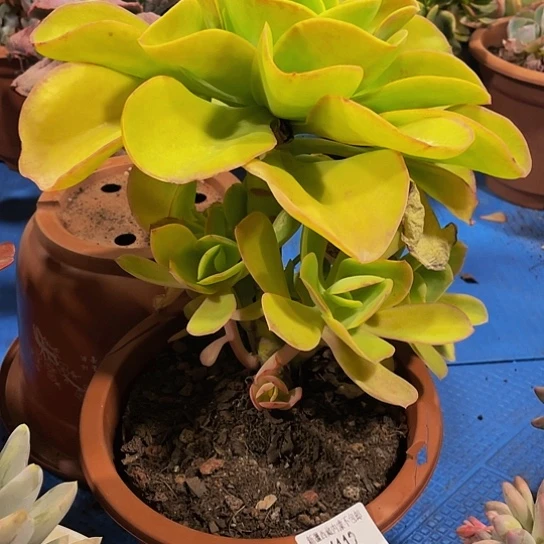 小*柠檬卷16112多肉