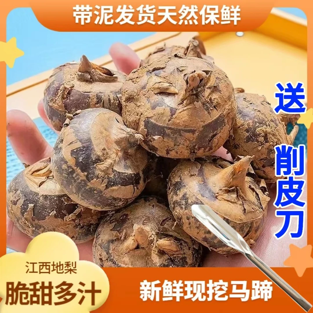 江西新鲜现挖地梨马蹄荸荠带泥脆甜奶香多汁地栗应季水果蔬菜