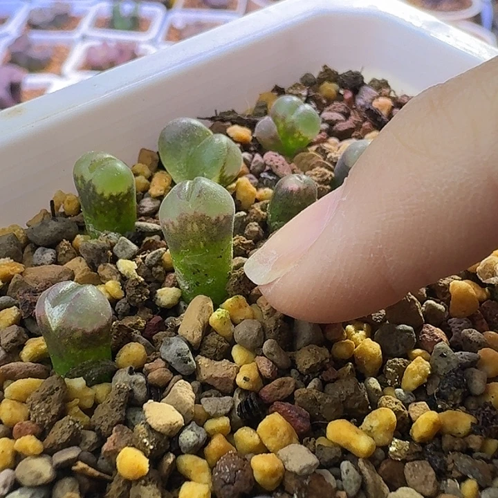 邱****菜菜c10分单1号一物一拍