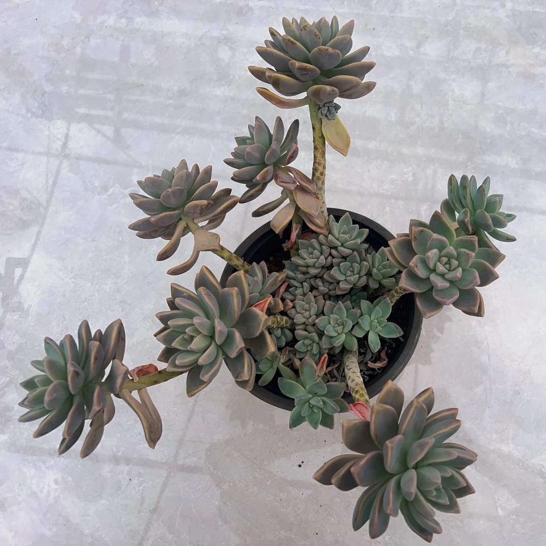 淡雪多肉植物老桩多头群生好养美观适合阳台办公室