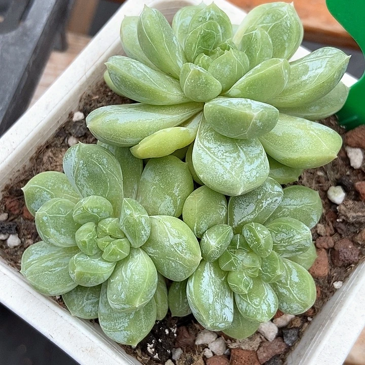 多肉植物百达翡翠群9000