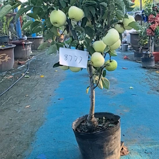 完全开放小高杆盆栽苹果