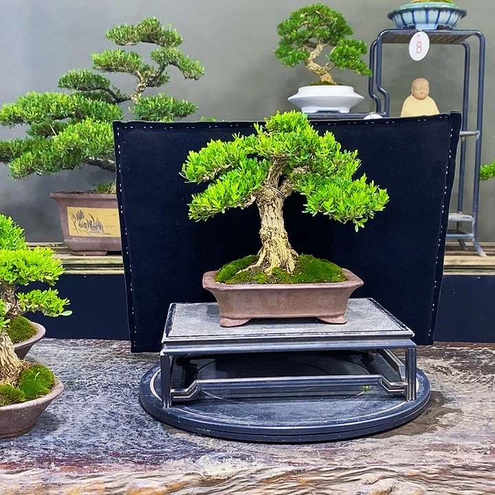 无花朵M黄杨盆景四季常青