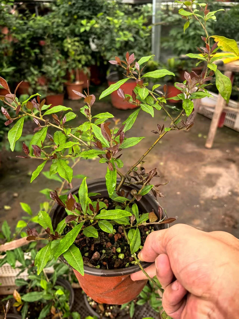 金弹子原生十里桃花（1年扦插苗）随机发货（品种包对版）