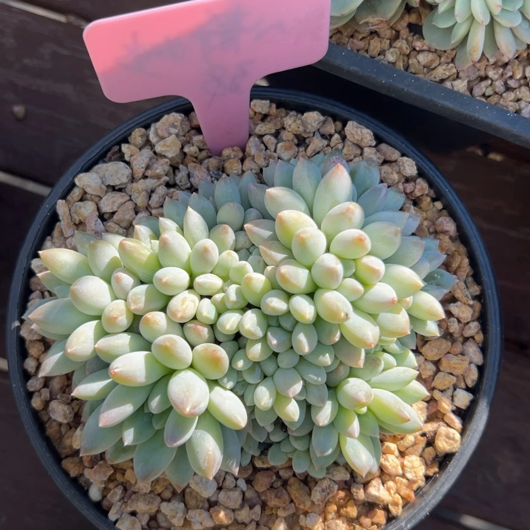 七彩奶糖111111111111111