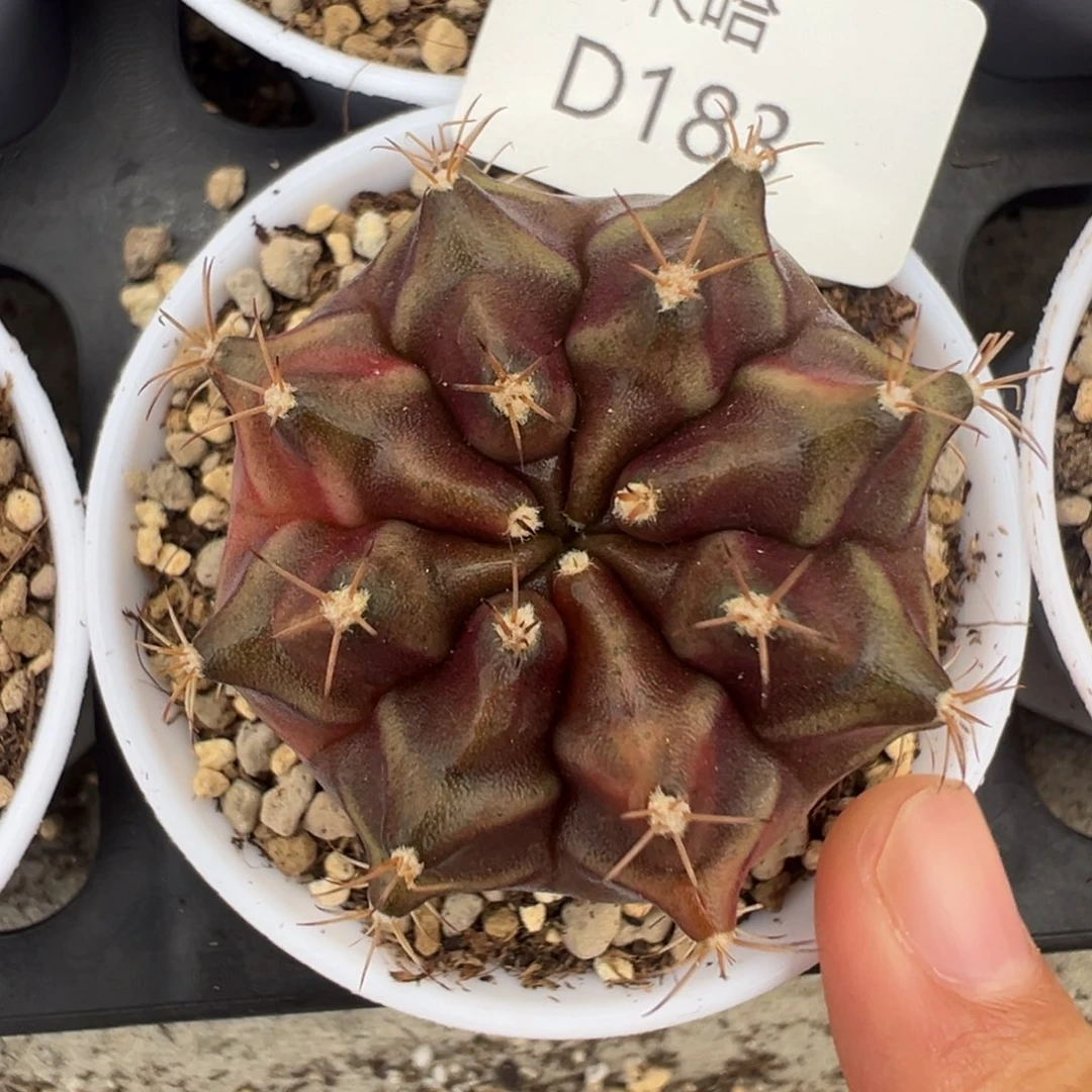 183 好看的米哈冲冲冲