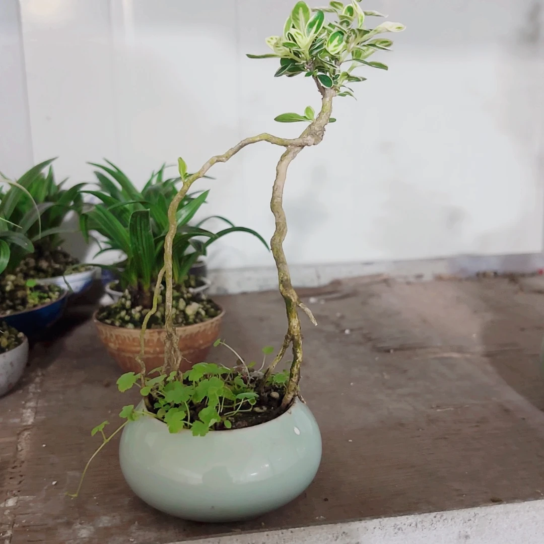 T**l一物一拍 所见即所得301