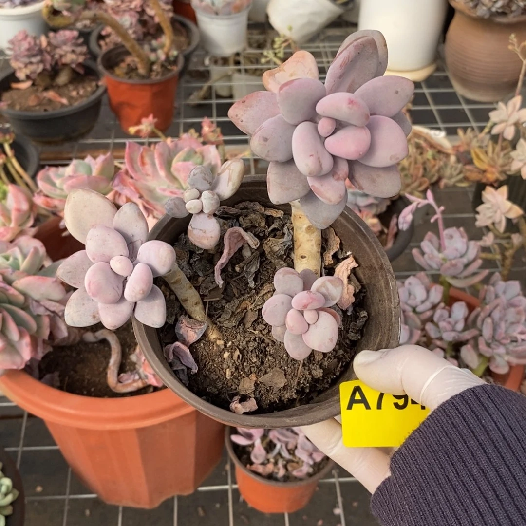 阿****794桃霜老桩一物一拍