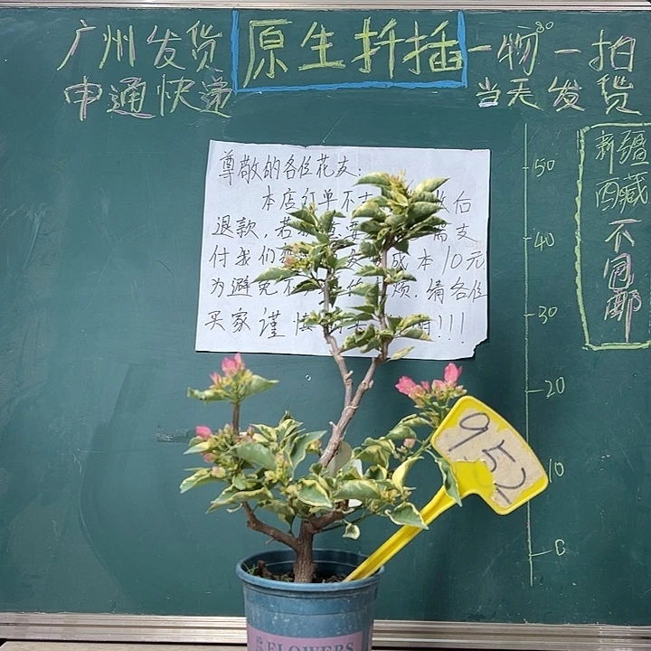 完全开放  蜡染粉 原生小树头  952