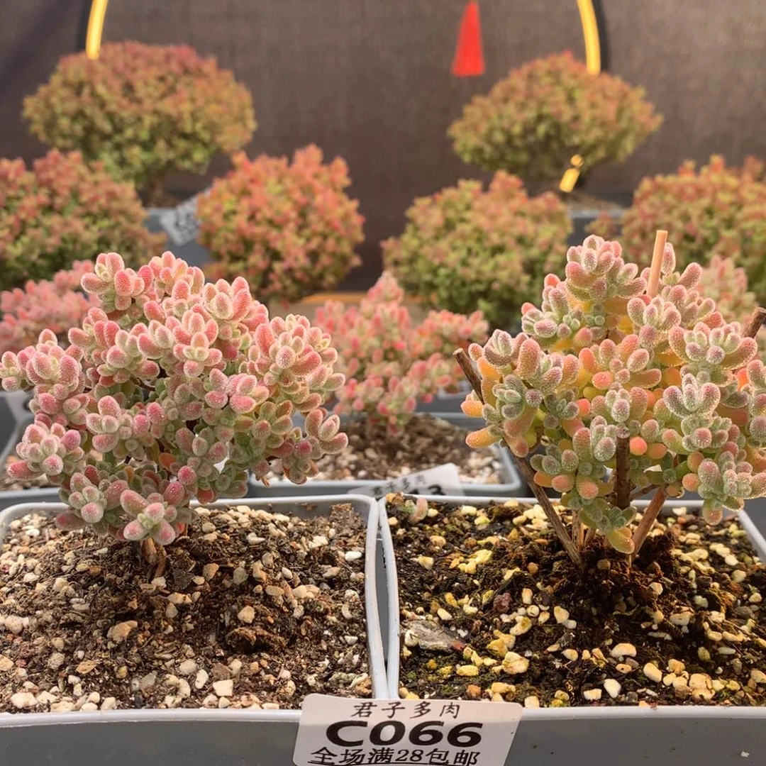 咱c066实生冰晶枝干番杏