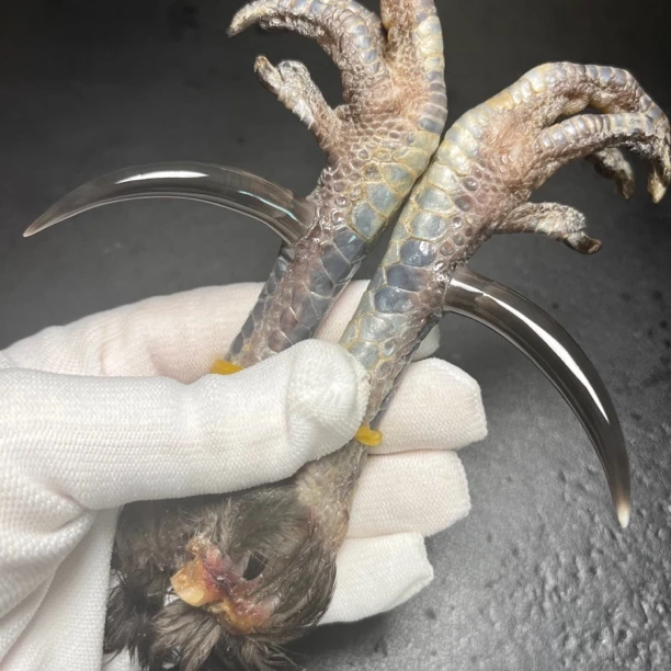 文玩鸡爪骨手把件溜达鸡大弯钩一对