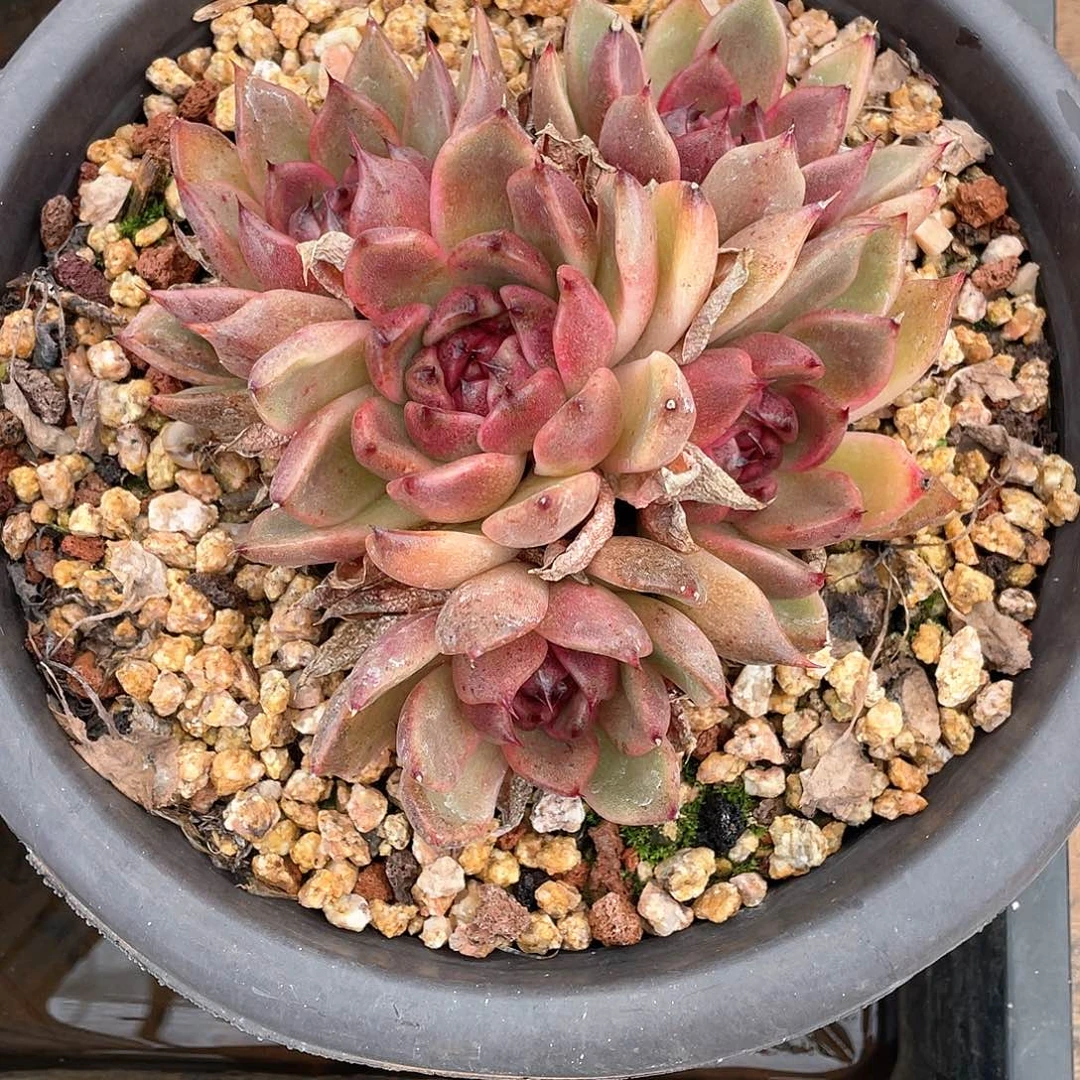 多肉植物一物一拍