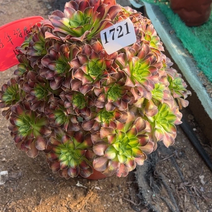 721号韶华多肉植物老庄