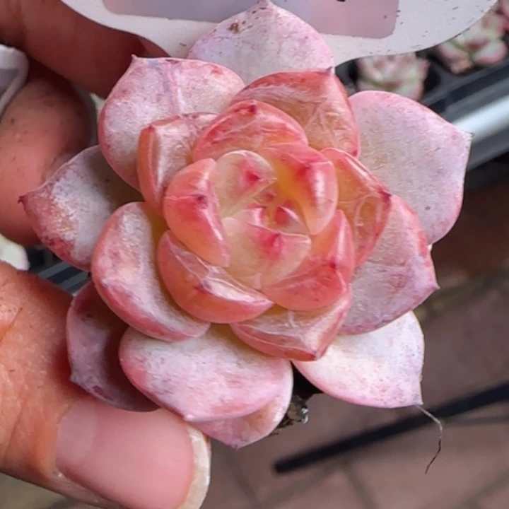 57号  红色钻石珍妮