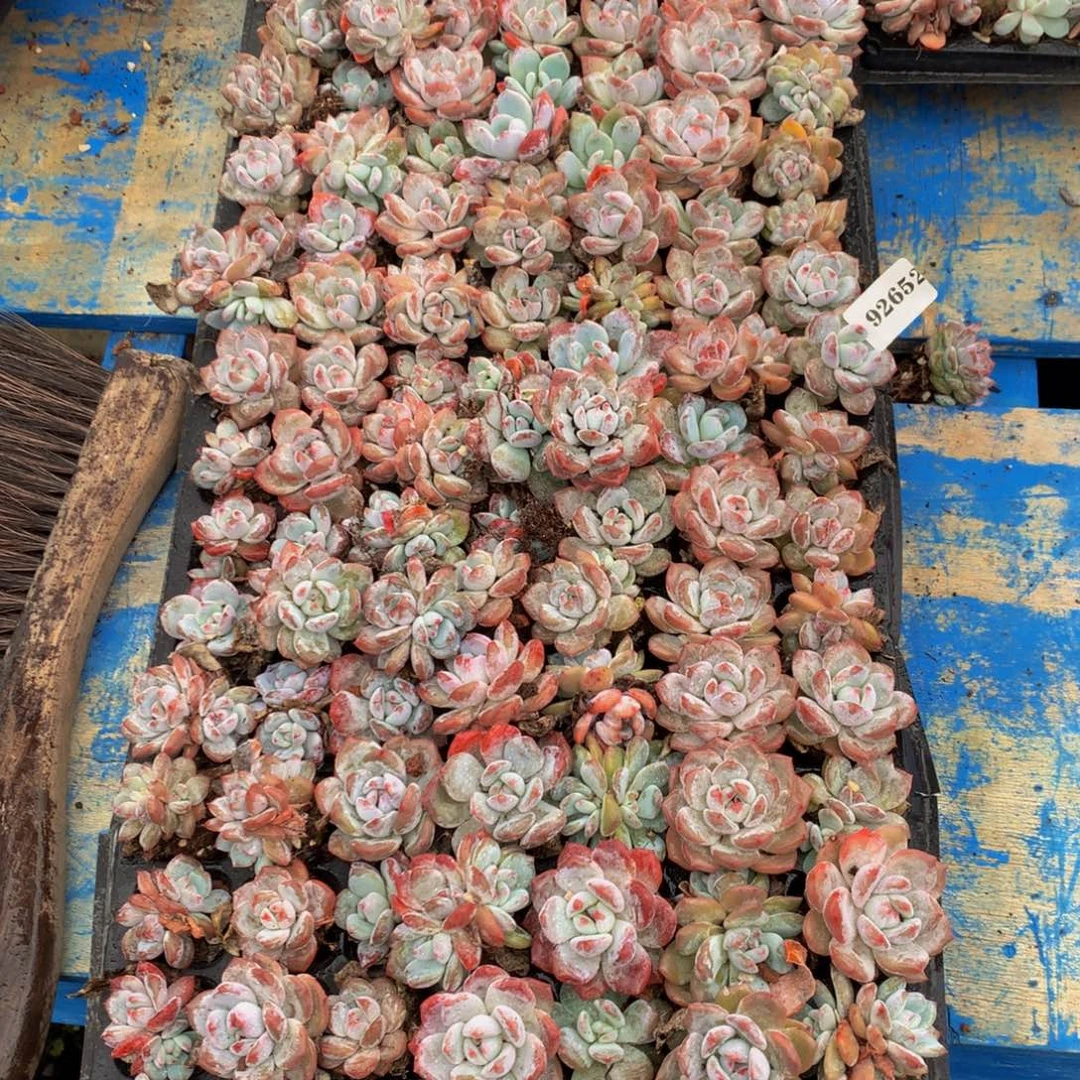 晨***贝92652一整盘嗯嗯嗯100个左右