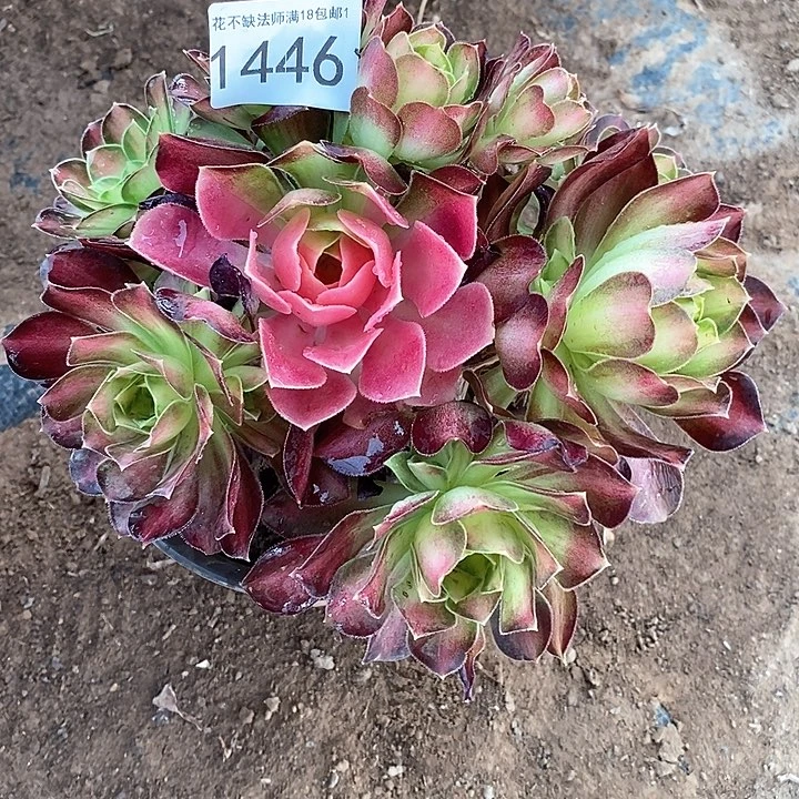 韶华花脸法师1446