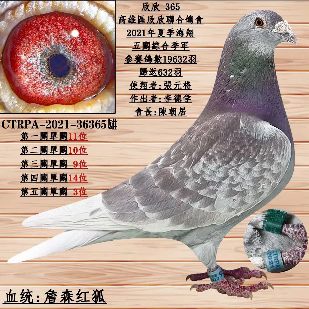 信鸽成绩鸽，外国圆环带血统书，名家天落