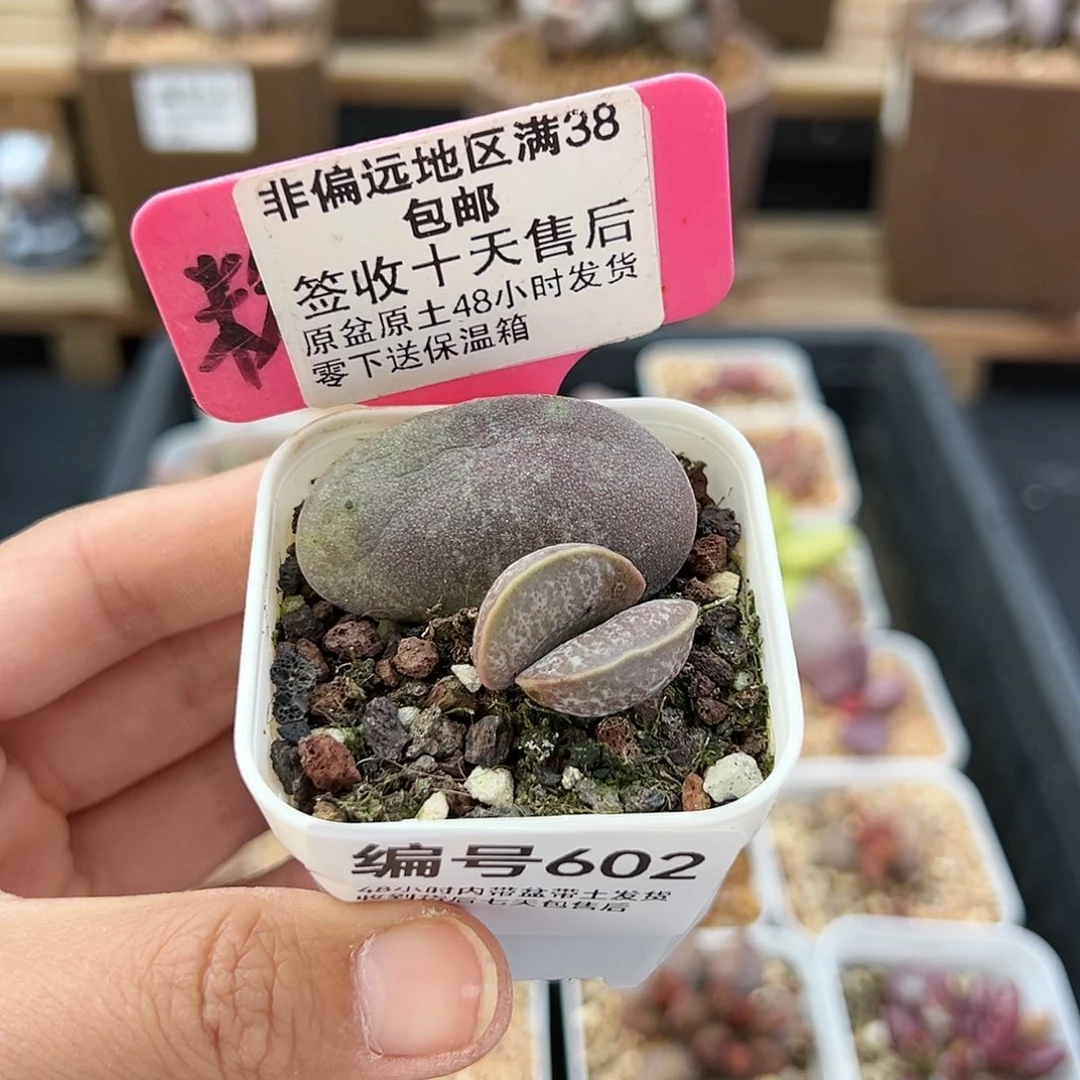 602满斑花蛋多肉