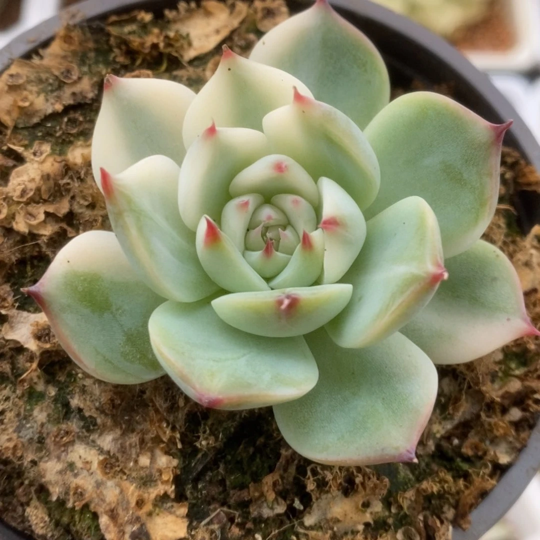 715锦锦锦锦锦锦锦锦