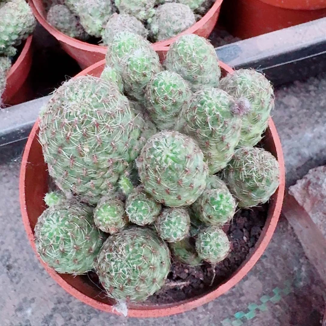 卡莱主教仙人球仙人球