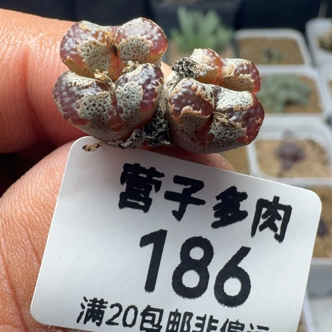 蝴蝶勋章