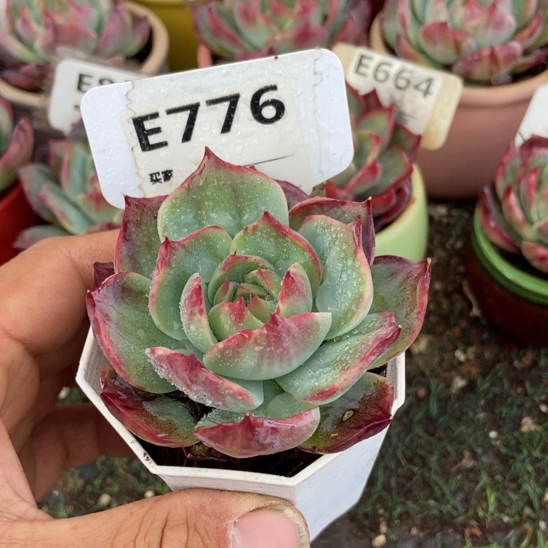 惊鸿一瞥776号楼多肉