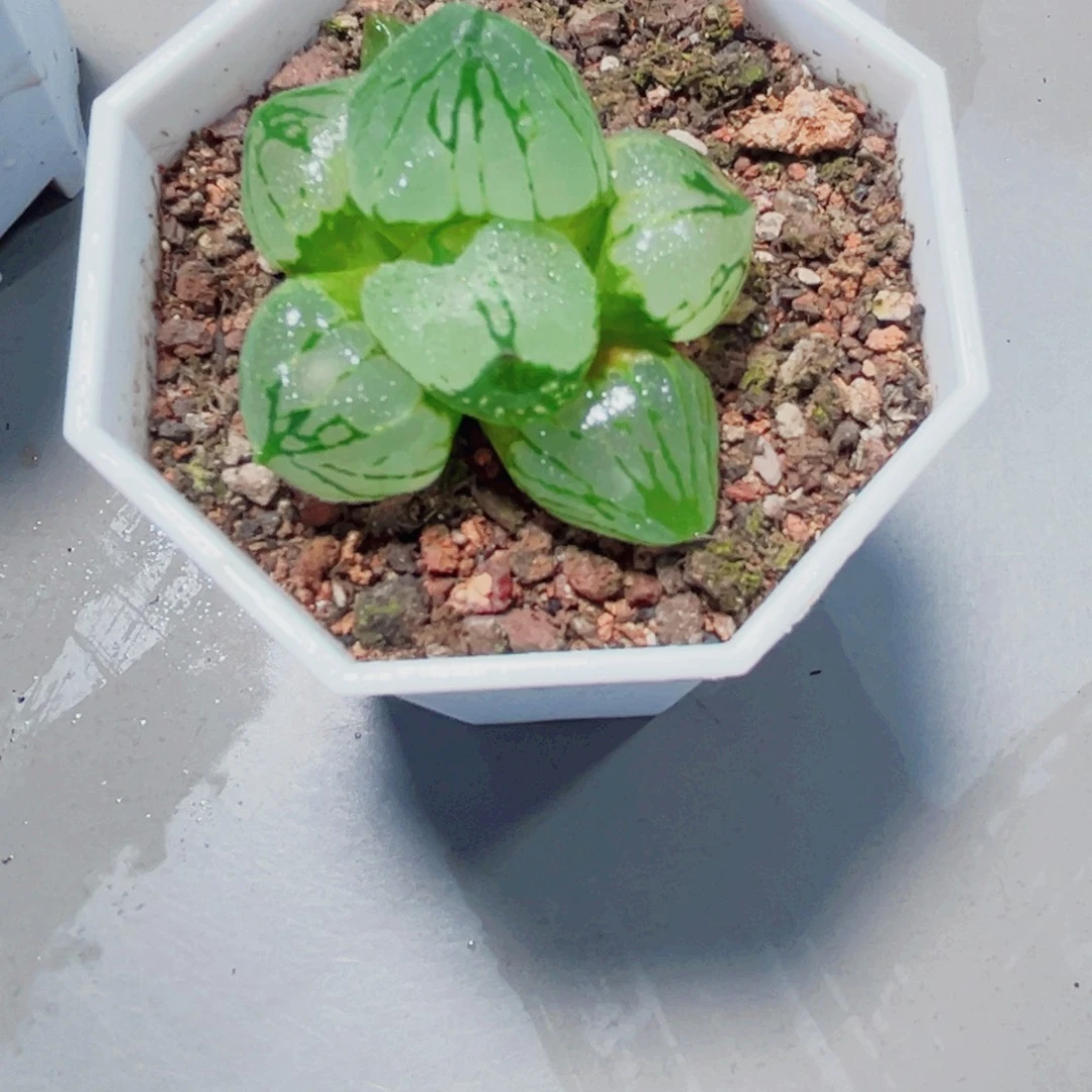 虞美人多肉植物6666