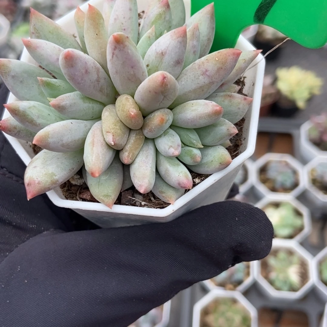 997所罗门多肉植物保护