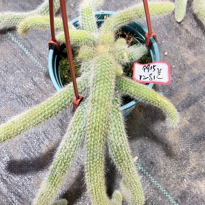 兰**宝九尾狐小可爱一个