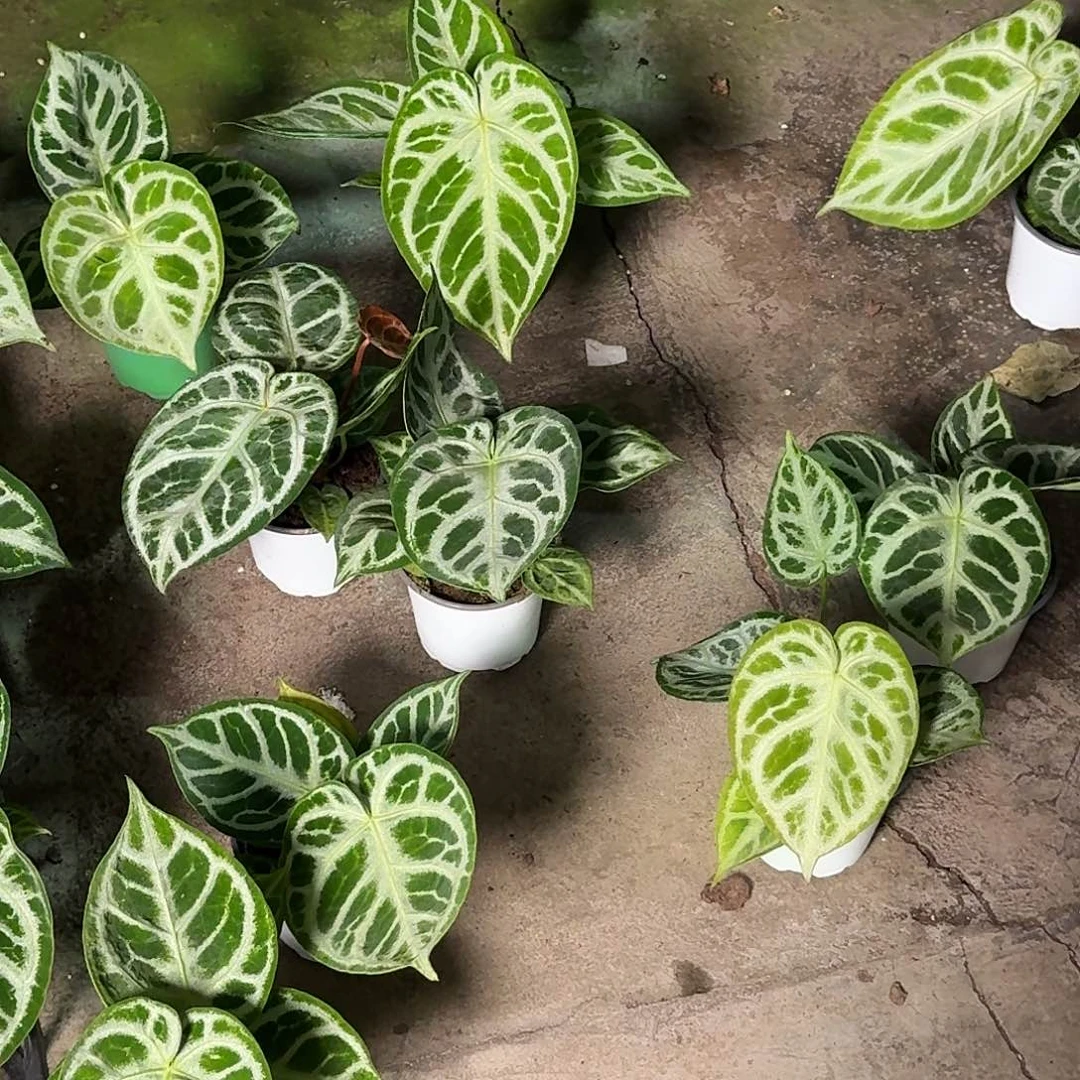 完全开放铜锣烧银刷子可选