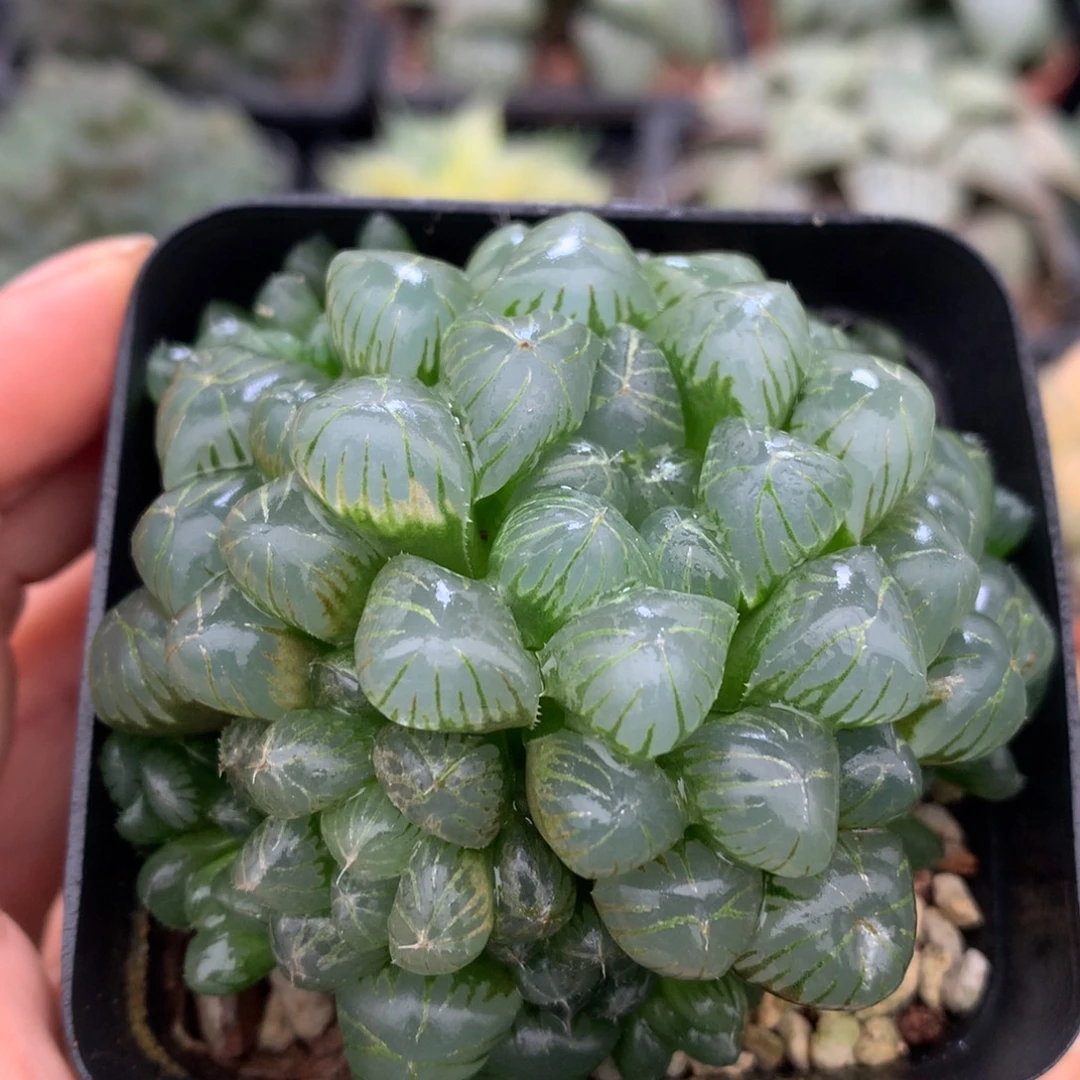 群生姬玉露，带盆土发货