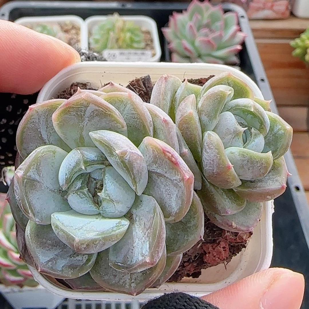 多肉0905-35胖虎珍妮