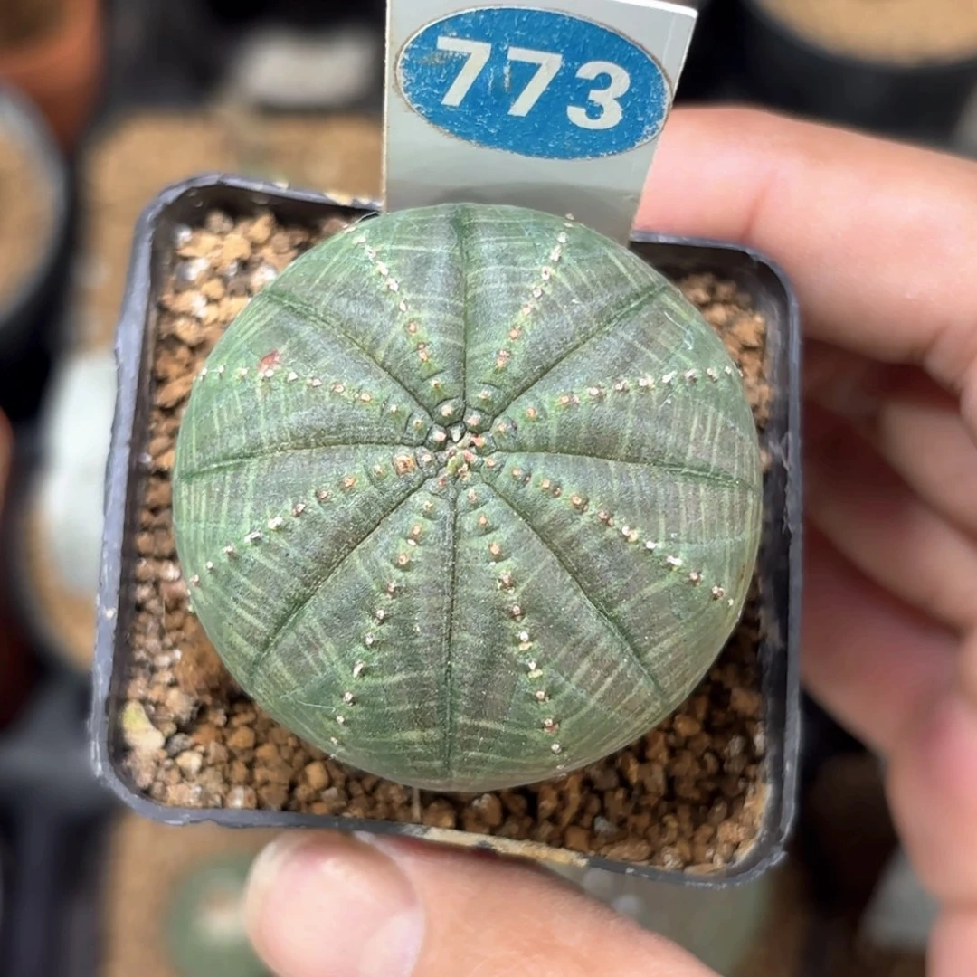 773欧版布纹球带盆带土